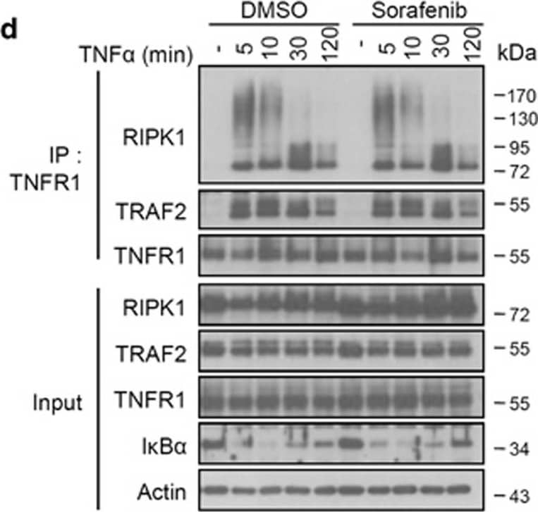 Detection of Mouse TNF RI/TNFRSF1A by Western Blot