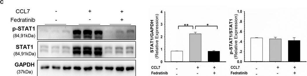 Detection of CCL7/MCP-3/MARC by Western Blot
