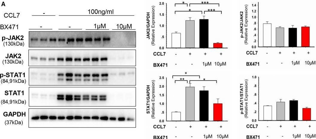 Detection of CCL7/MCP-3/MARC by Western Blot