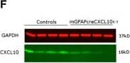 Detection of Mouse CXCL10/IP-10/CRG-2 by Western Blot