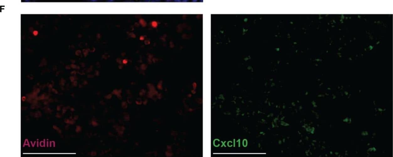Detection of Mouse CXCL10/IP-10/CRG-2 by Immunohistochemistry