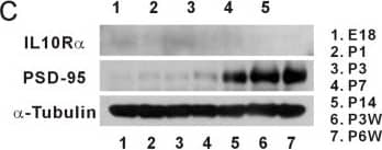Detection of Porcine IL-10R alpha by Western Blot