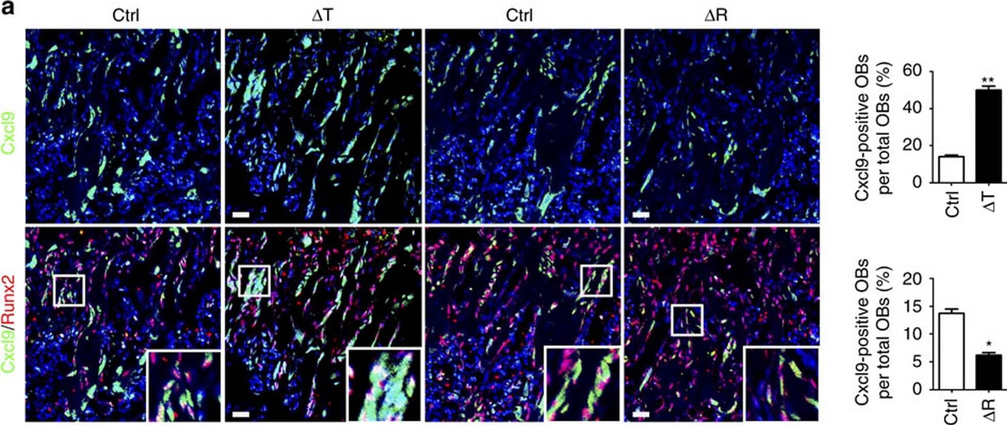 Detection of Mouse CXCL9/MIG by Immunocytochemistry/ Immunofluorescence