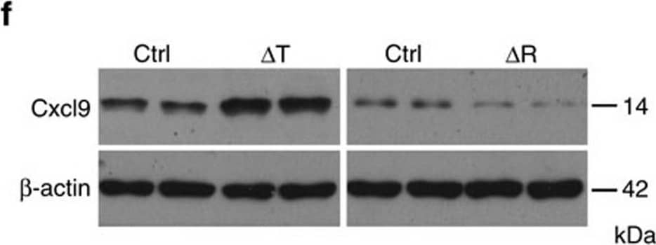 Detection of Mouse CXCL9/MIG by Western Blot