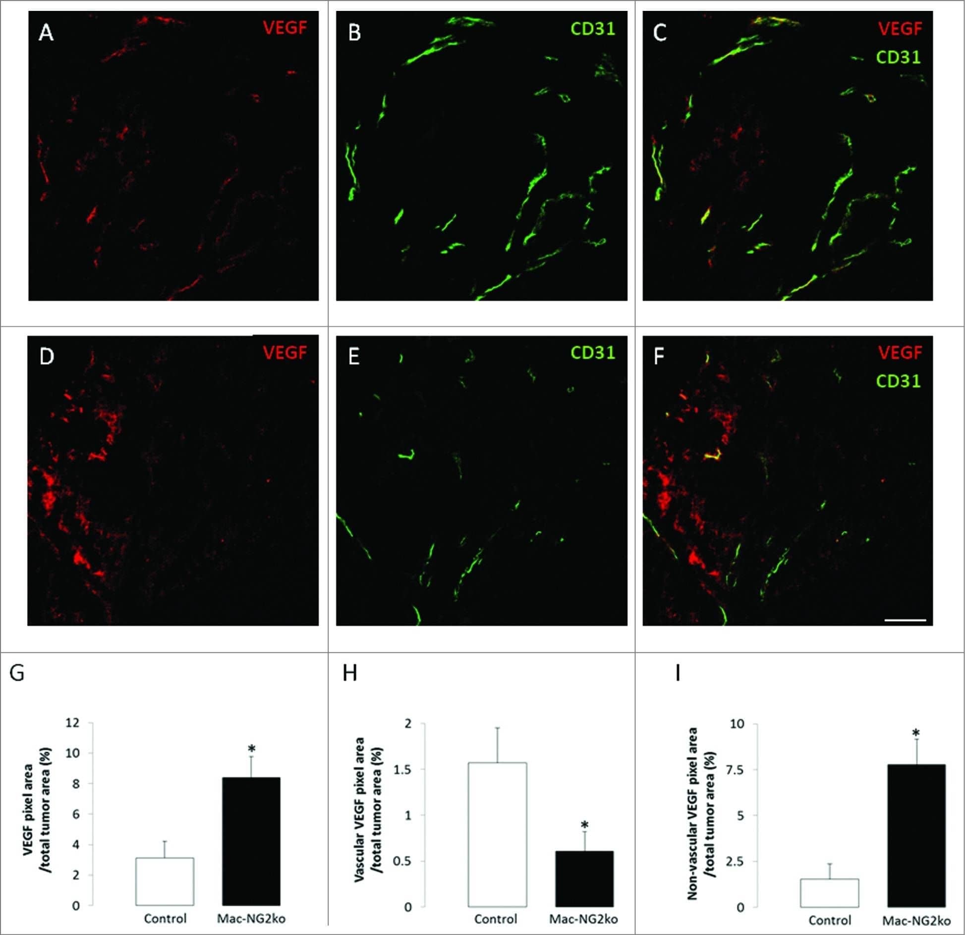 Detection of Mouse VEGF by Immunocytochemistry/Immunofluorescence