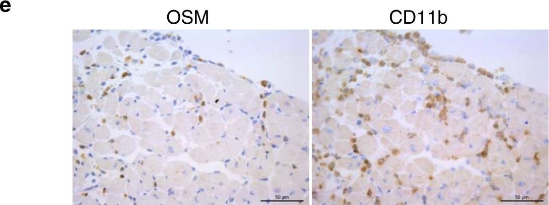 Detection of Mouse Oncostatin M/OSM by Immunohistochemistry