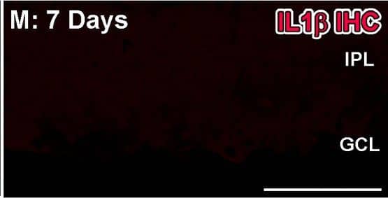 Detection of Porcine IL-1 beta/IL-1F2 by Immunocytochemistry/ Immunofluorescence