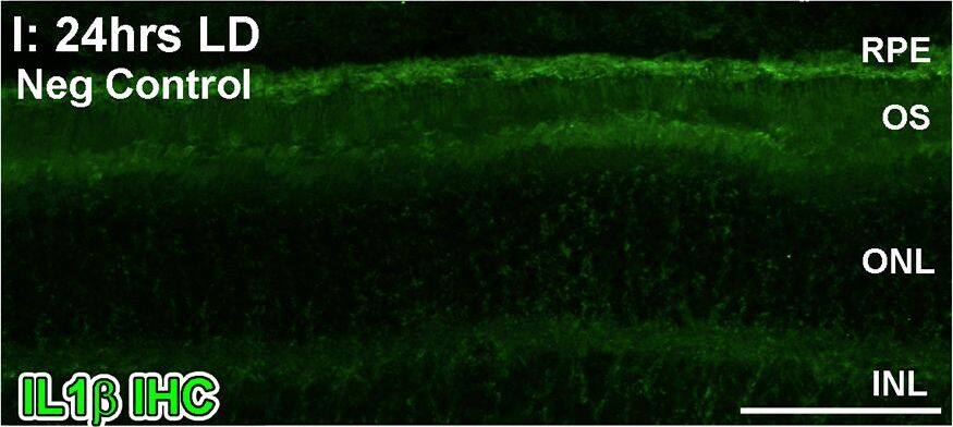 Detection of Porcine IL-1 beta/IL-1F2 by Immunocytochemistry/ Immunofluorescence