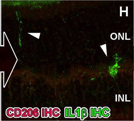Detection of Porcine IL-1 beta/IL-1F2 by Immunocytochemistry/ Immunofluorescence