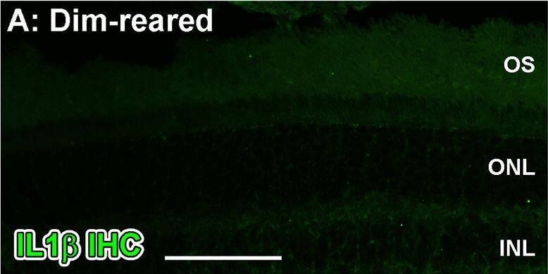 Detection of Porcine IL-1 beta/IL-1F2 by Immunocytochemistry/ Immunofluorescence