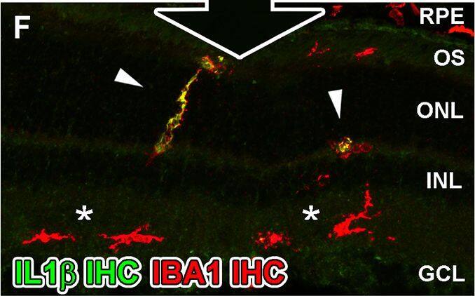 Detection of Porcine IL-1 beta/IL-1F2 by Immunocytochemistry/ Immunofluorescence