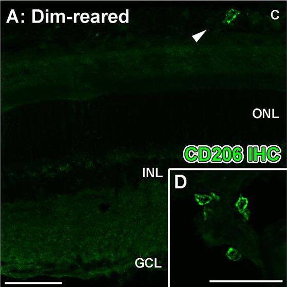 Detection of Porcine IL-1 beta/IL-1F2 by Immunocytochemistry/ Immunofluorescence