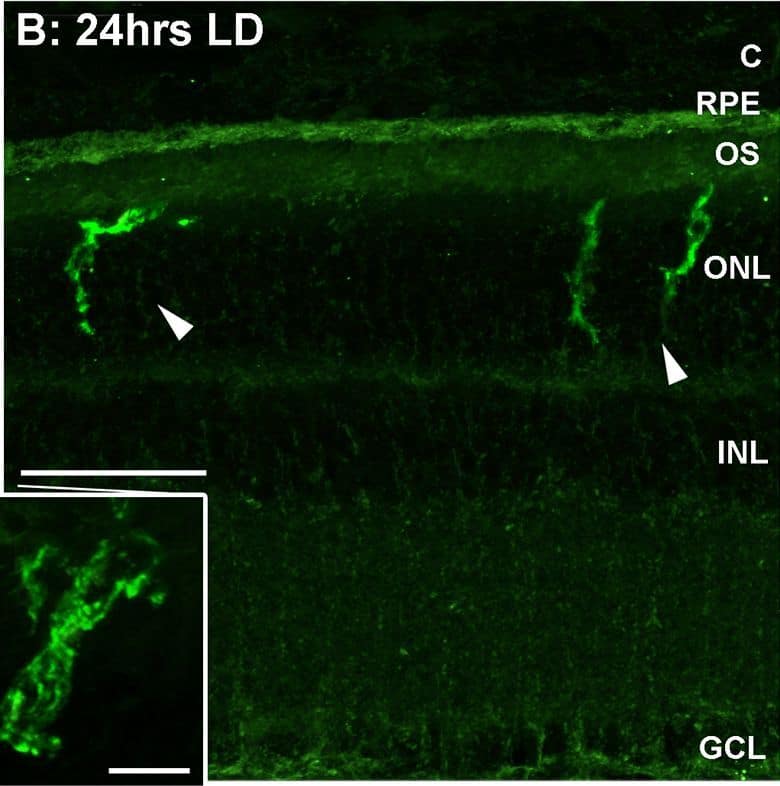 Detection of Porcine IL-1 beta/IL-1F2 by Immunocytochemistry/ Immunofluorescence