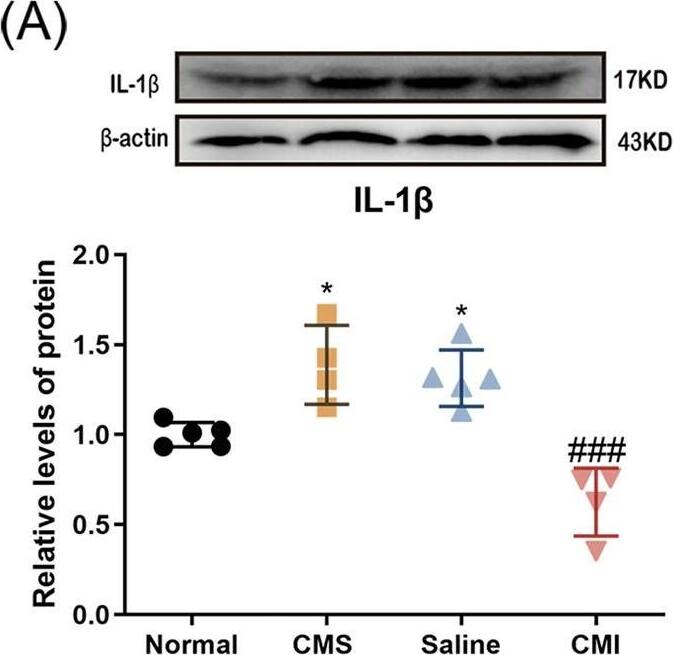 Detection of Porcine IL-1 beta/IL-1F2 by Western Blot