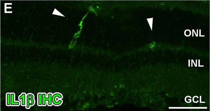 Detection of Porcine IL-1 beta/IL-1F2 by Immunocytochemistry/ Immunofluorescence