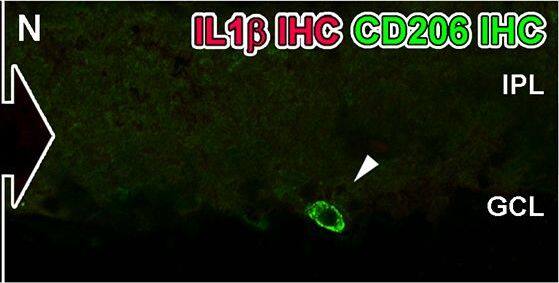 Detection of Porcine IL-1 beta/IL-1F2 by Immunocytochemistry/ Immunofluorescence