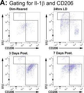 Detection of Porcine IL-1 beta/IL-1F2 by Flow Cytometry