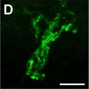 Detection of Porcine IL-1 beta/IL-1F2 by Immunocytochemistry/ Immunofluorescence
