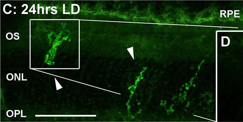 Detection of Porcine IL-1 beta/IL-1F2 by Immunocytochemistry/ Immunofluorescence
