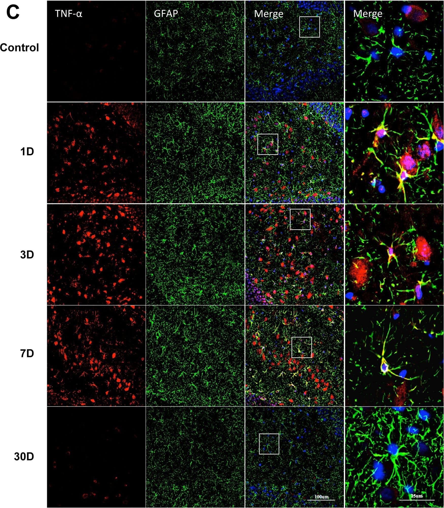 Detection of Porcine TNF-alpha by Immunocytochemistry/ Immunofluorescence