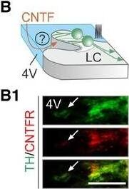 Detection of Mouse CNTFR alpha by Immunocytochemistry/ Immunofluorescence