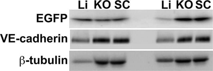 Detection of Mouse Mouse VE-Cadherin Antibody by Western Blot