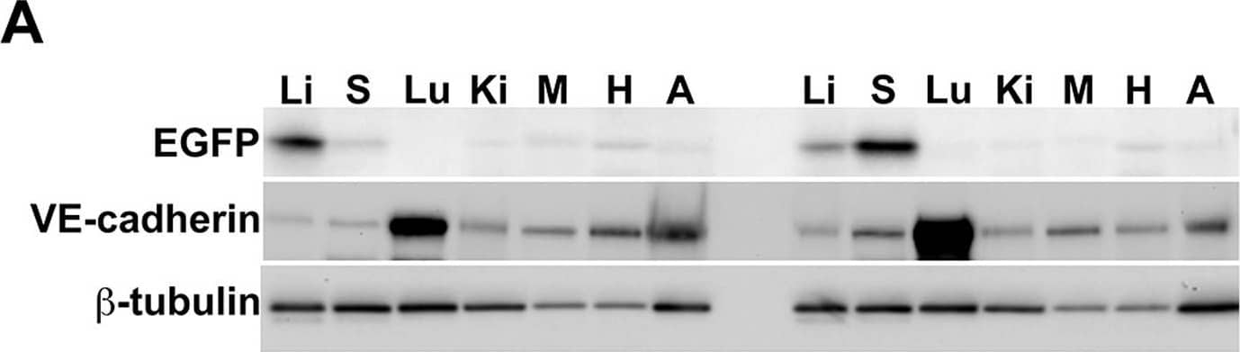 Detection of Mouse Mouse VE-Cadherin Antibody by Western Blot