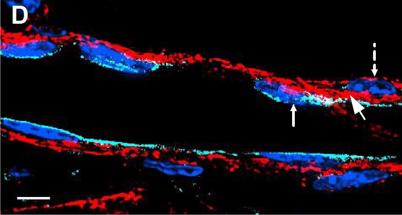 Detection of Mouse VE-Cadherin by Immunocytochemistry/Immunofluorescence