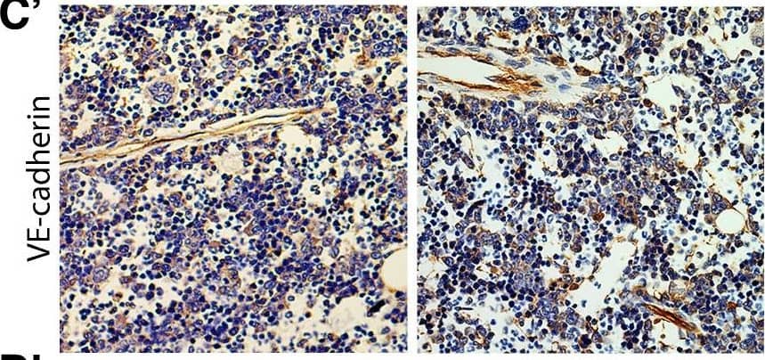 Detection of Rat VE-Cadherin by Immunohistochemistry