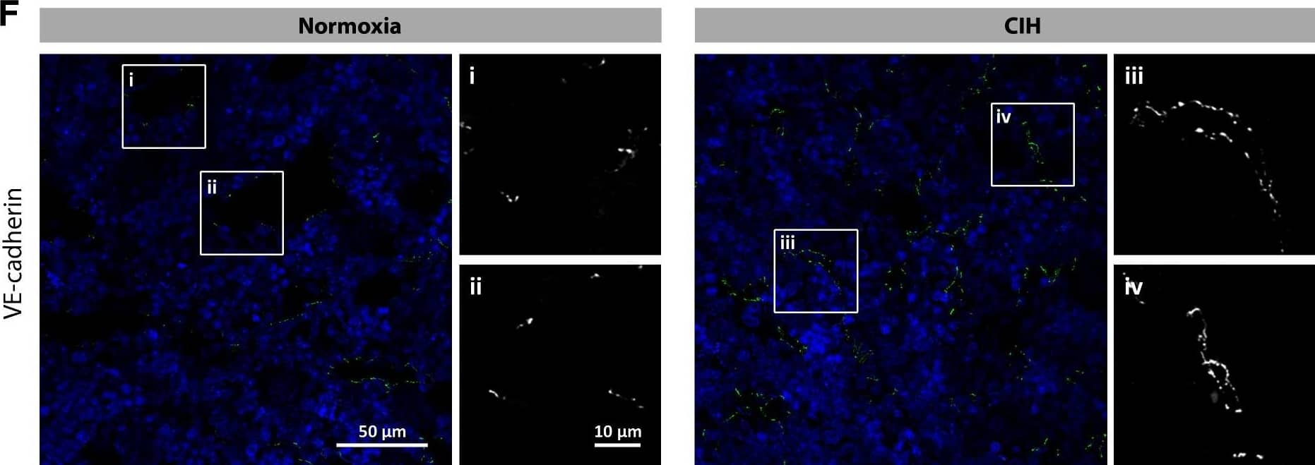 Detection of Rat VE-Cadherin by Immunohistochemistry