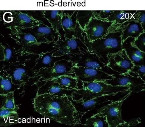 Detection of Mouse VE-Cadherin by Immunocytochemistry/Immunofluorescence