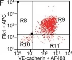 Detection of Mouse VE-Cadherin by Flow Cytometry