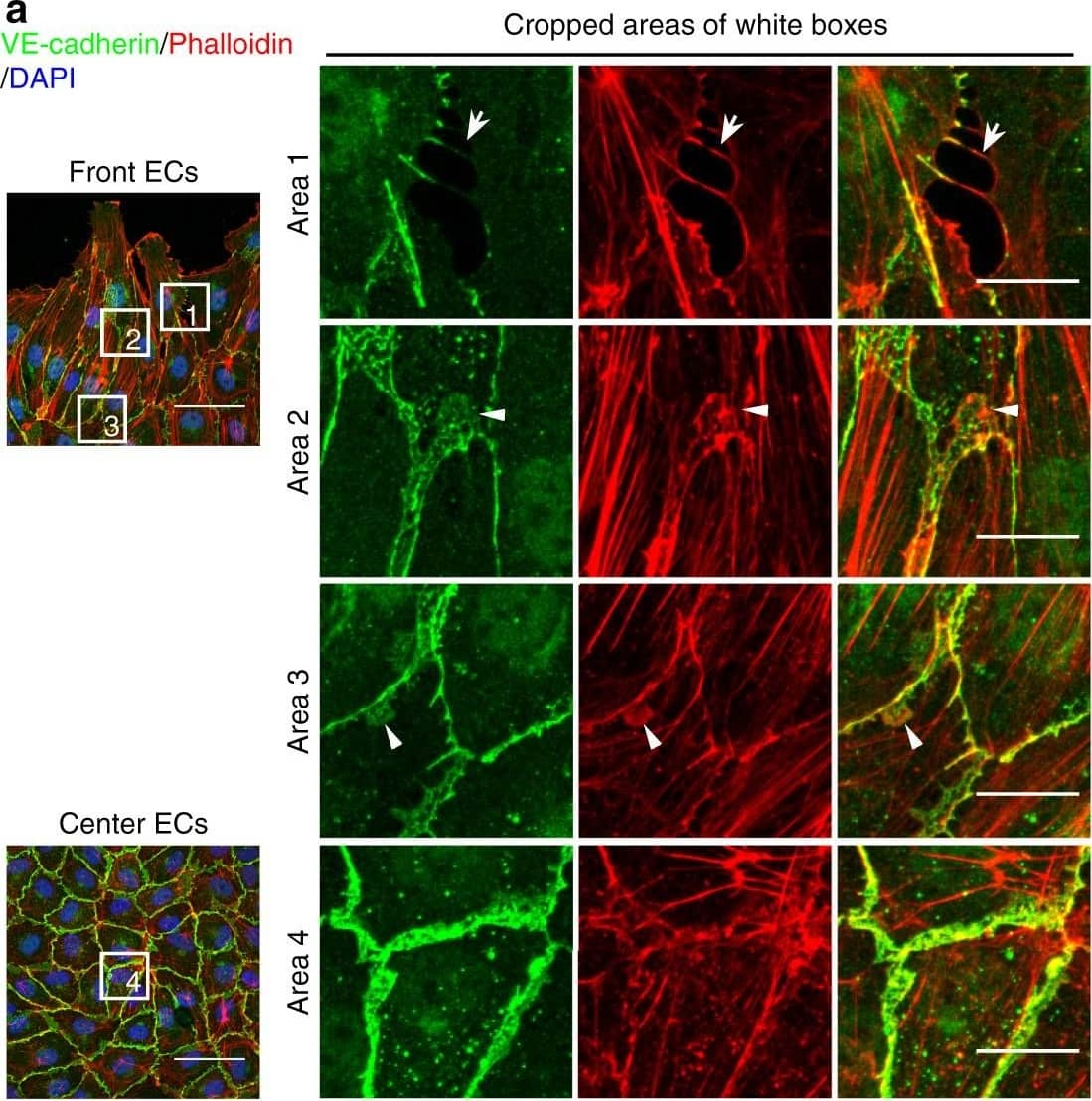 Detection of Mouse VE-Cadherin by Immunohistochemistry