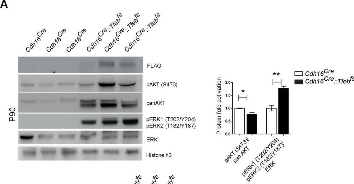 Detection of Mouse Human/Mouse/Rat Phospho-ERK1(T202/Y204)/ERK2 (T185/Y187) Antibody by Western Blot