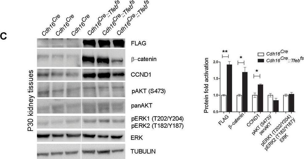 Detection of Mouse Human/Mouse/Rat Phospho-ERK1(T202/Y204)/ERK2 (T185/Y187) Antibody by Western Blot