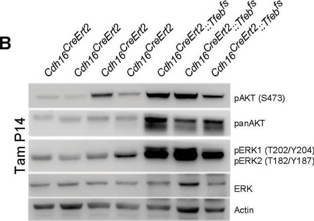 Detection of Mouse ERK1/ERK2 by Western Blot