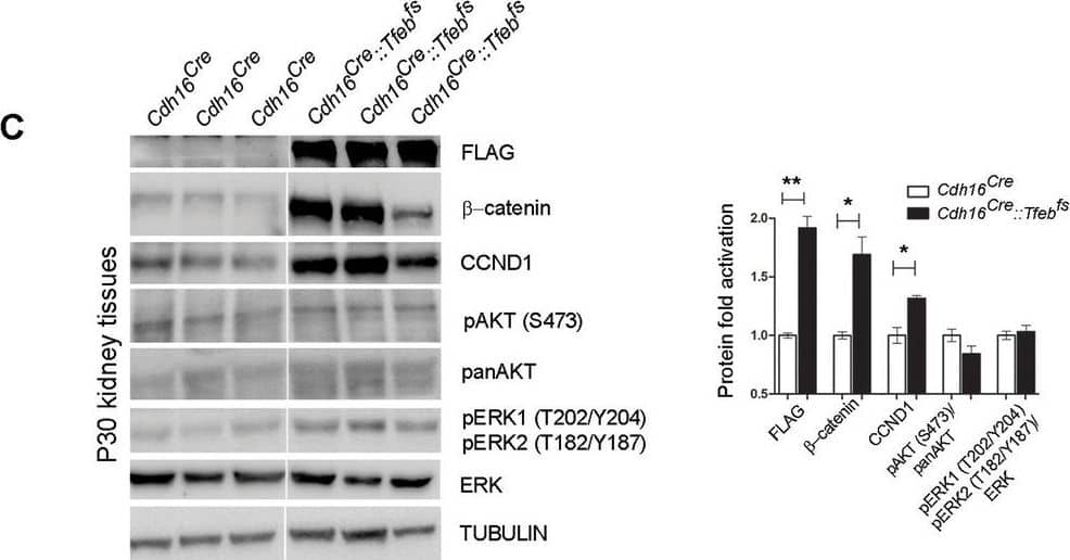Detection of Mouse ERK1/ERK2 by Western Blot