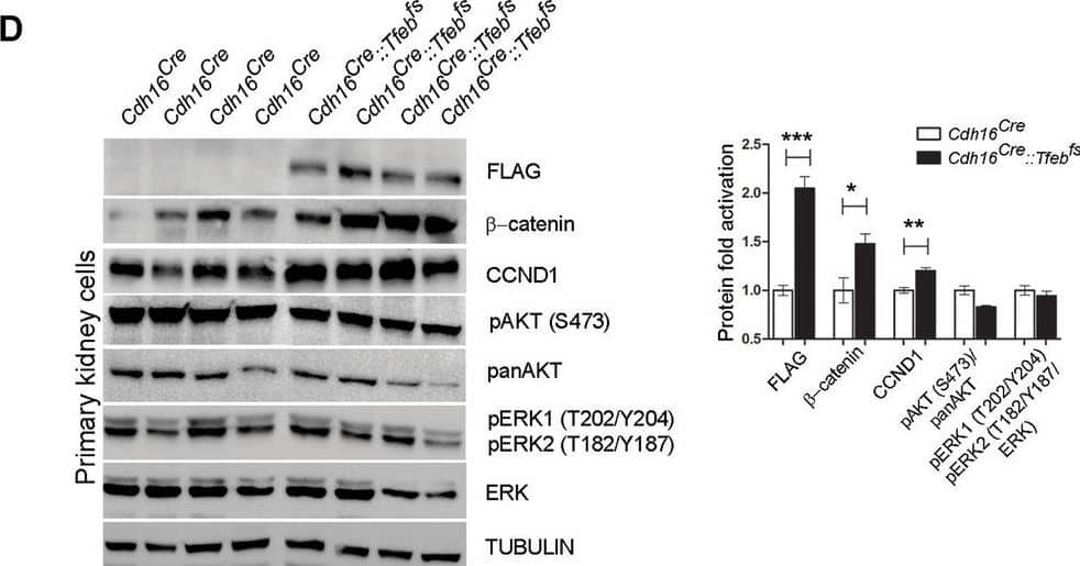 Detection of Mouse ERK1/ERK2 by Western Blot