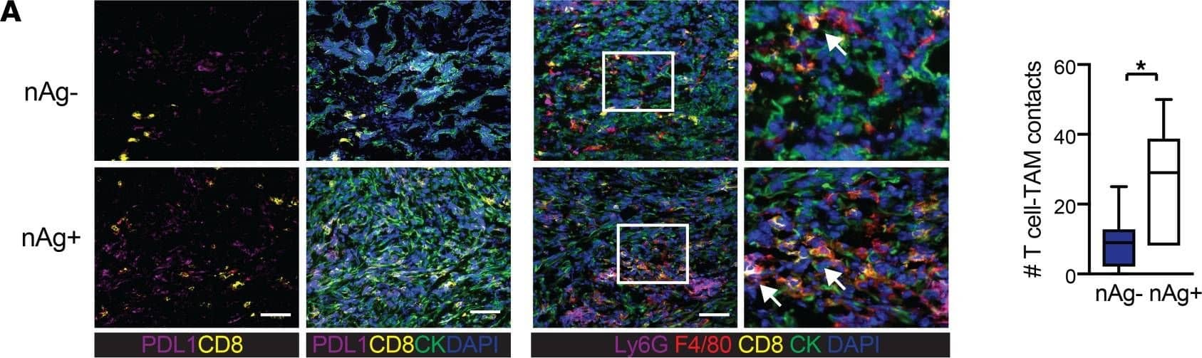 Detection of Mouse Mouse PD-L1/B7-H1 Antibody by Immunohistochemistry