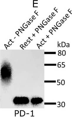 Detection of Mouse PD-1 by Western Blot