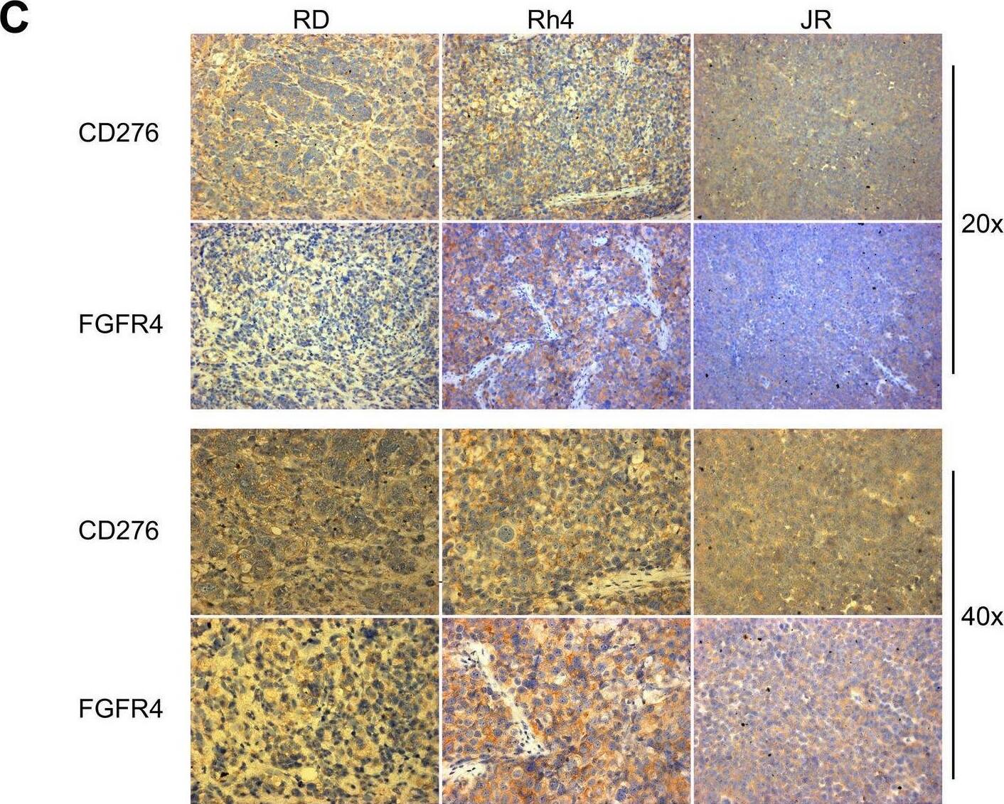 Detection of B7-H3 by Immunohistochemistry