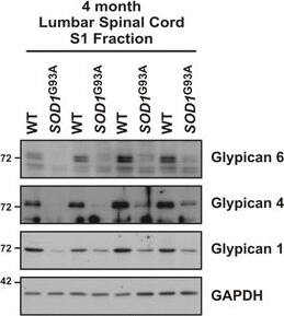 Detection of Mouse Glypican 6 by Western Blot