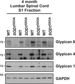 Detection of Mouse Glypican 6 by Western Blot