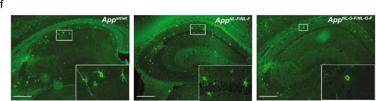 Detection of Mouse Decorin by Immunohistochemistry