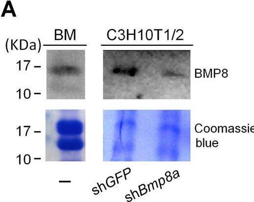 Detection of BMP-8 by Western Blot