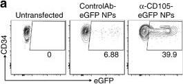 Detection of Human Endoglin/CD105 by Flow Cytometry
