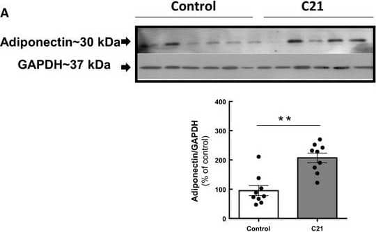 Detection of Mouse Adiponectin/Acrp30 by Western Blot