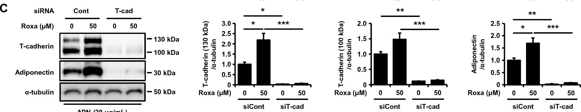 Detection of Mouse Adiponectin/Acrp30 by Western Blot