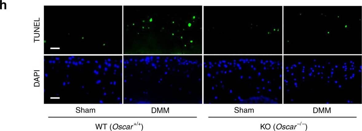 Detection of Mouse TRAIL/TNFSF10 by Immunohistochemistry