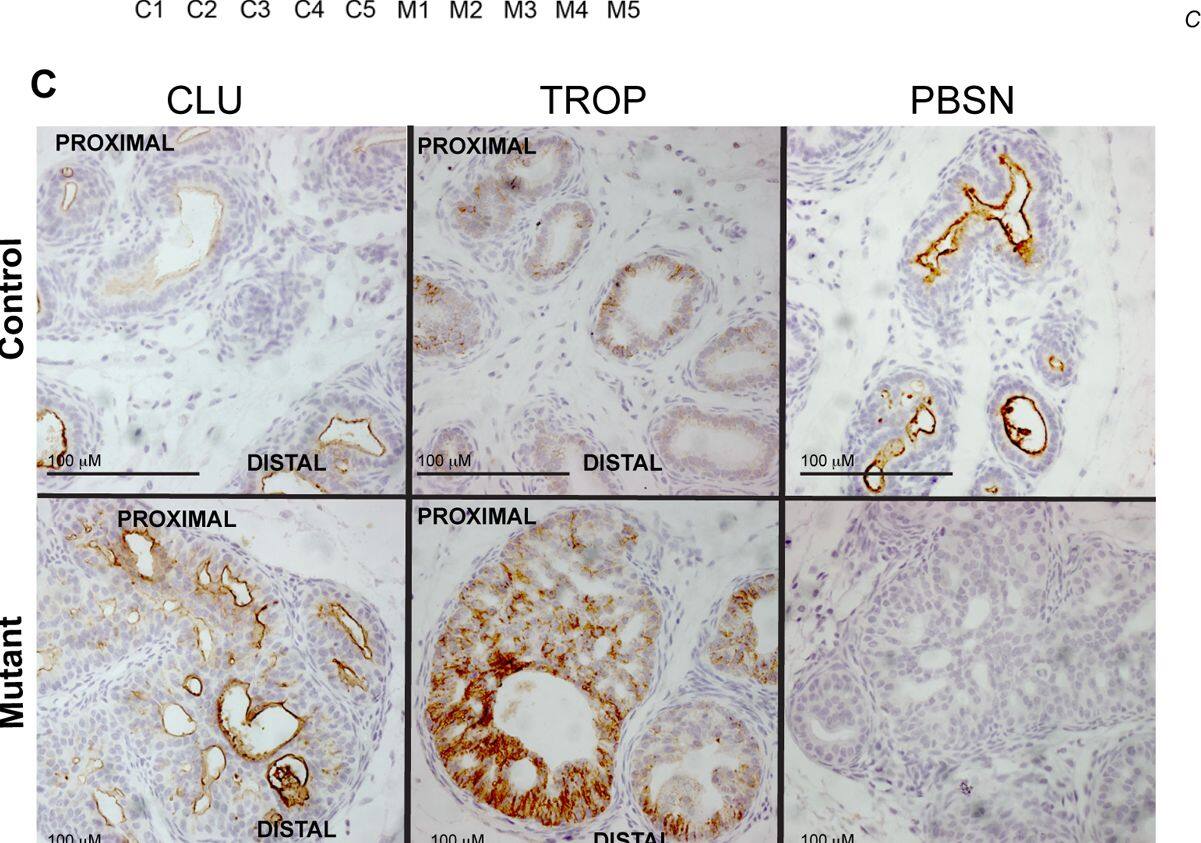 Detection of Mouse TROP-2 by Immunohistochemistry